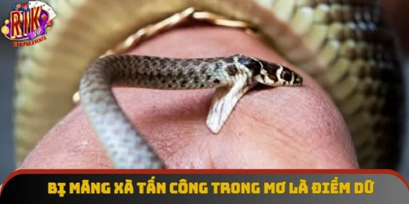 Bị mãng xà tấn công trong mơ là điềm dữ Bị mãng xà tấn công trong mơ là điềm dữ