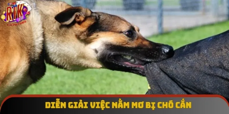 Diễn giải việc nằm mơ bị chó cắn Diễn giải việc nằm mơ bị chó cắn