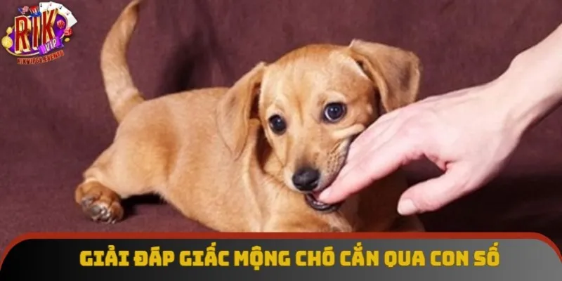 Giải đáp giấc mộng chó cắn qua con số Giải đáp giấc mộng chó cắn qua con số