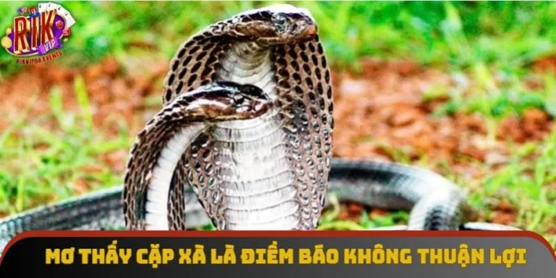 Mơ thấy cặp xà là điềm báo không thuận lợi Mơ thấy cặp xà là điềm báo không thuận lợi