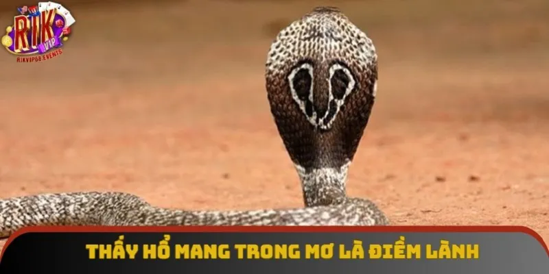 Thấy hổ mang trong mơ là điềm lành Thấy hổ mang trong mơ là điềm lành